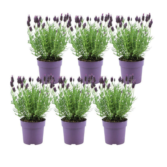 Lavandula stoechas Anouk® - 12 cm potte - Sæt med 6 creled lavendel