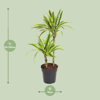 Dracaena Lemon Lime - Ø19cm - ↕100cm