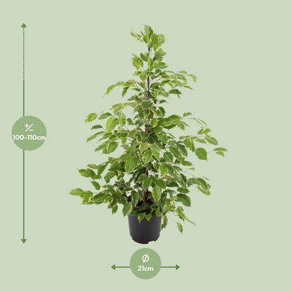 Ficus benjamina Goldenking - Ø21cm - ↕95cm