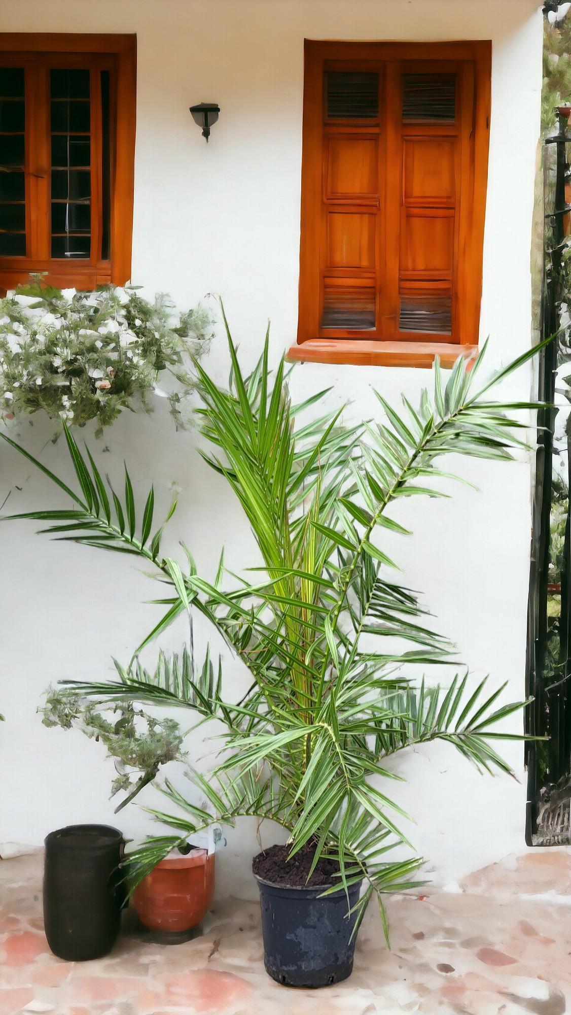 Phoenix Canariensis - Canary Island Date Palm højde 1 m /1,20m