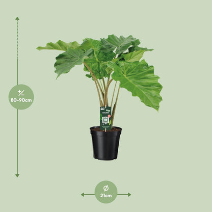 Alocasia Portodora plante | Alocasia Portodora | Plantepragt