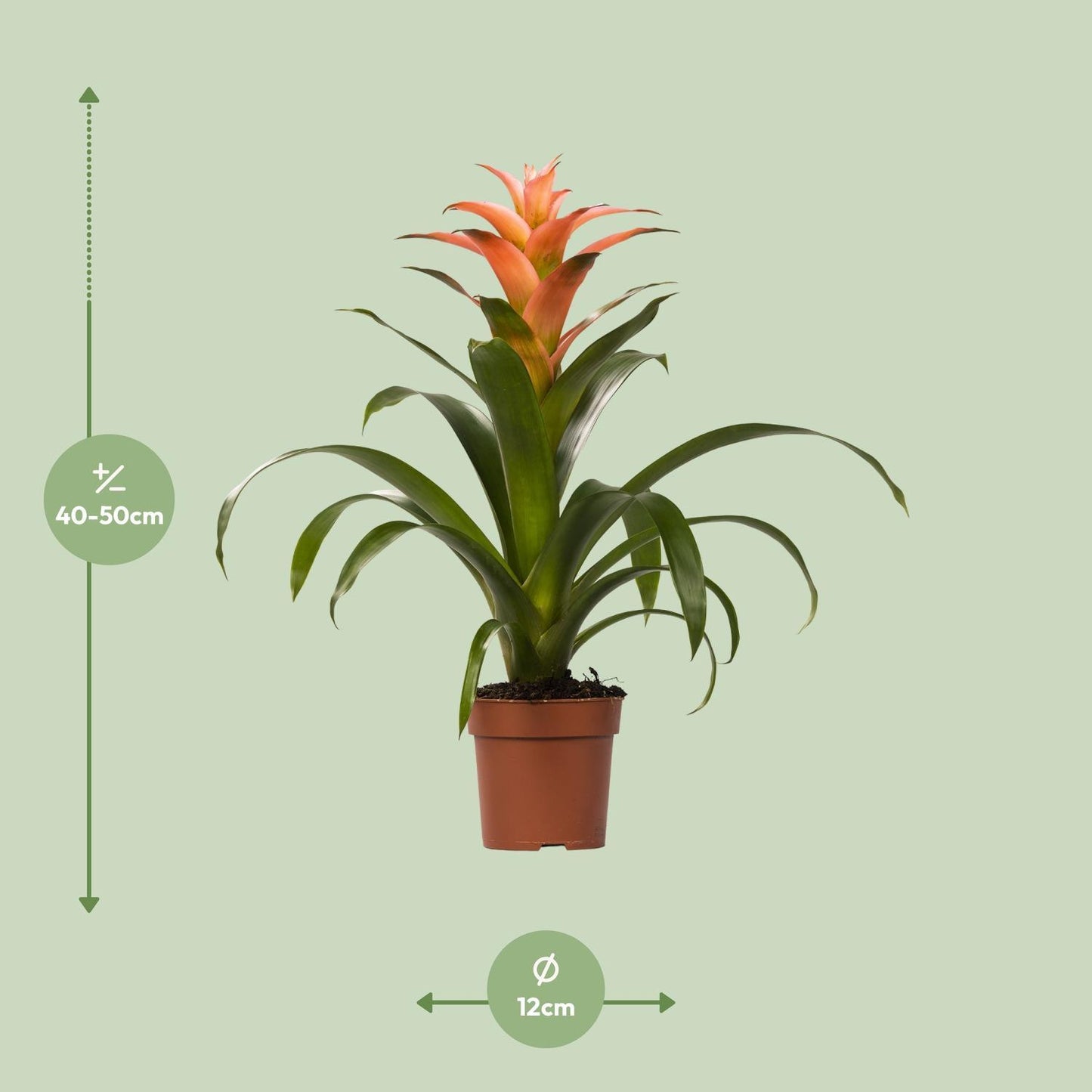 Guzmania Melissa - Ø12 ↕45