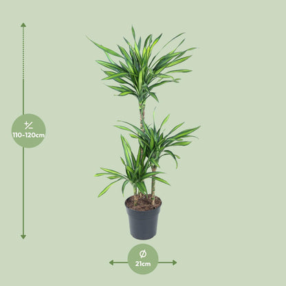 Dracaena Fragrans Riki - Ø21cm - ↕120cm