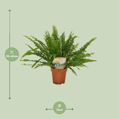 Nephrolepis Green Lady - 30cm - ø12