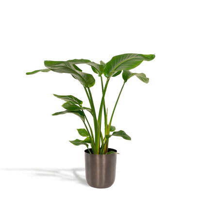 Strelitzia Nicolai - ↨90cm - Ø19cm + Pot Mayk Bly