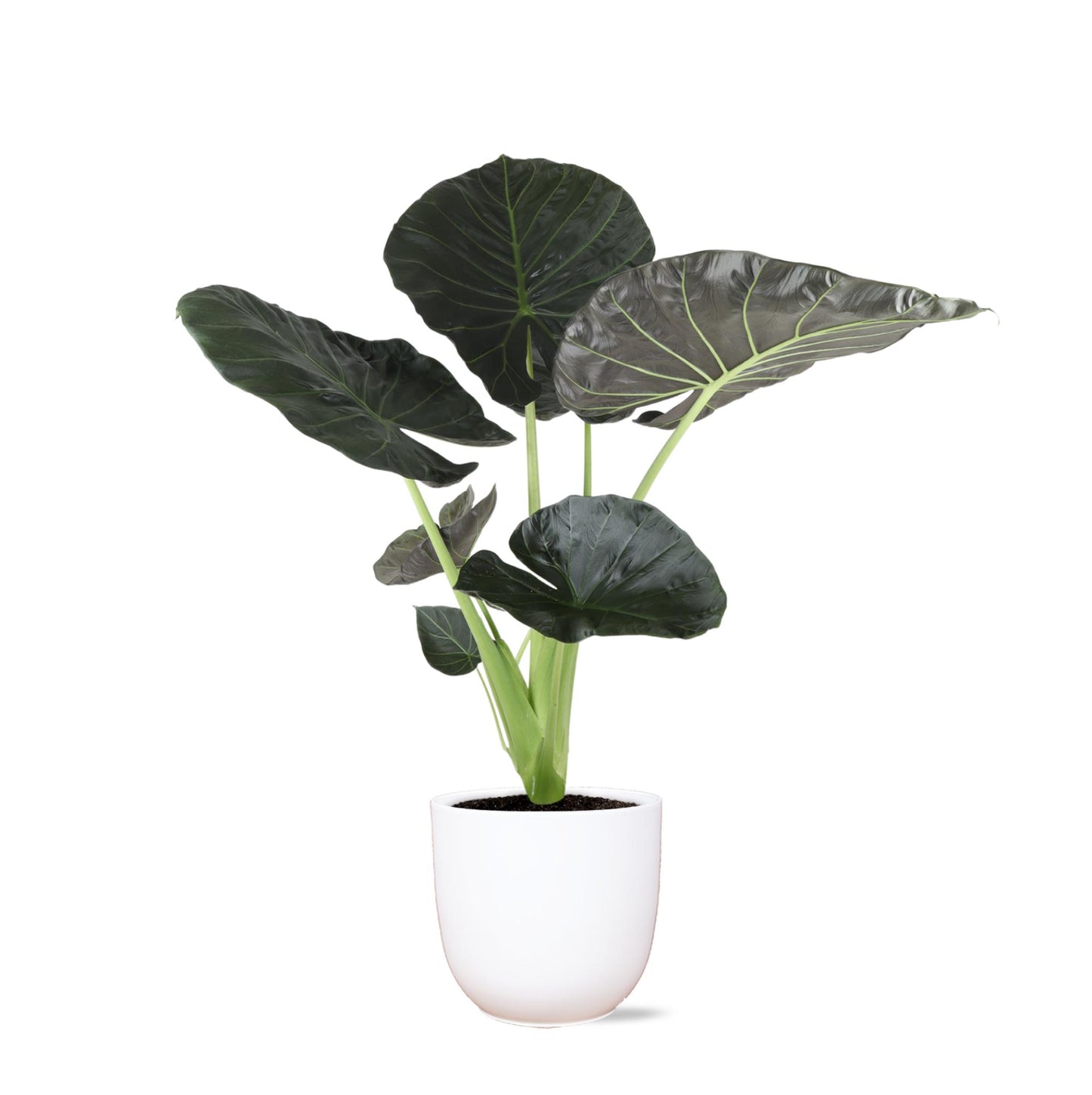 Alocasia Regal Shield Ø24cm - ↕110cm