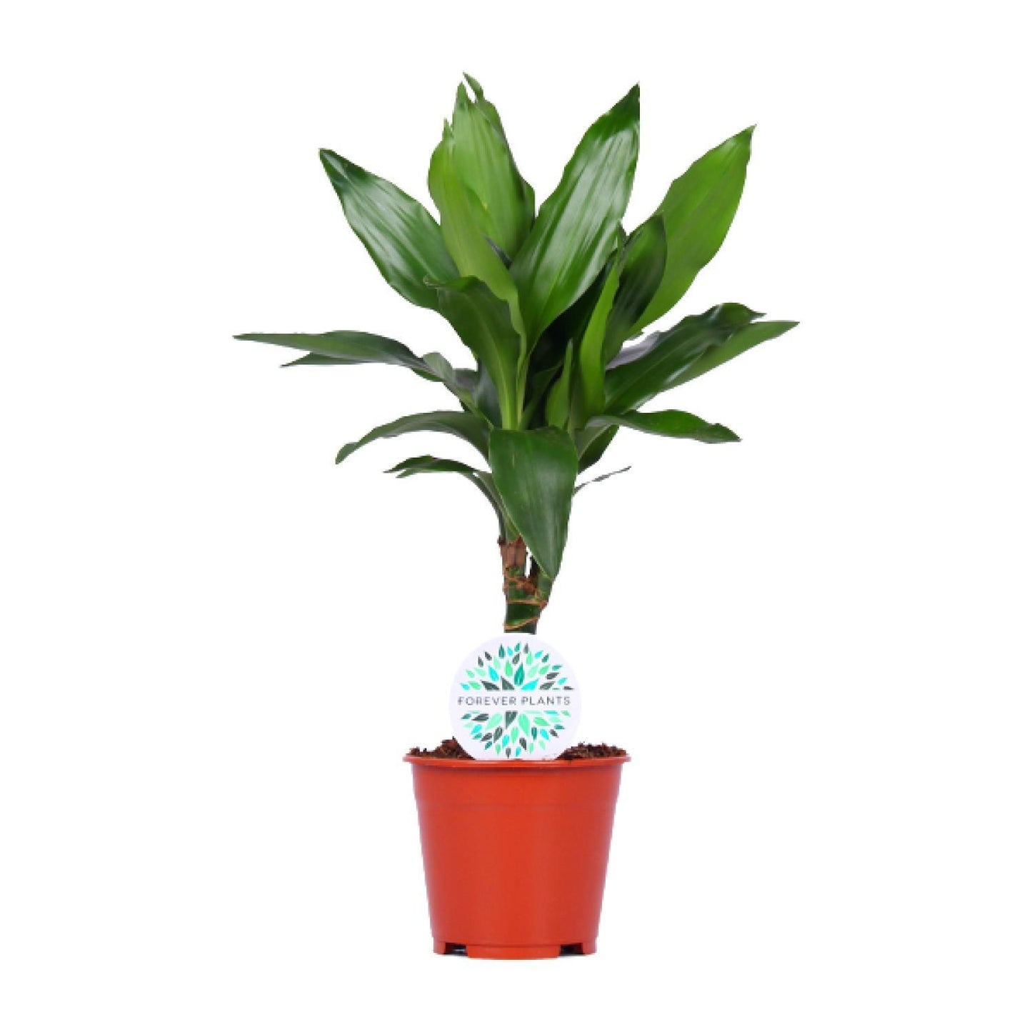 Dracaena Janet Lind - Ø14cm - ↕55cm