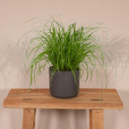 Cyperus Alternifolius - Kattmynta - 20cm - Ø12