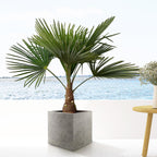 Trachycarpus - 90cm- Ø21