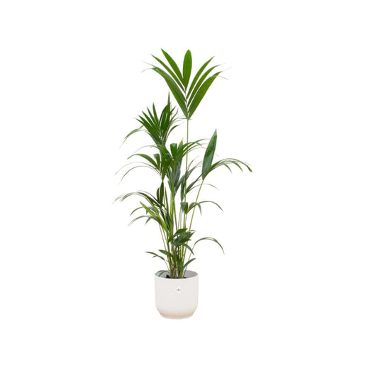 Kentia palm - 160cm - Ø30