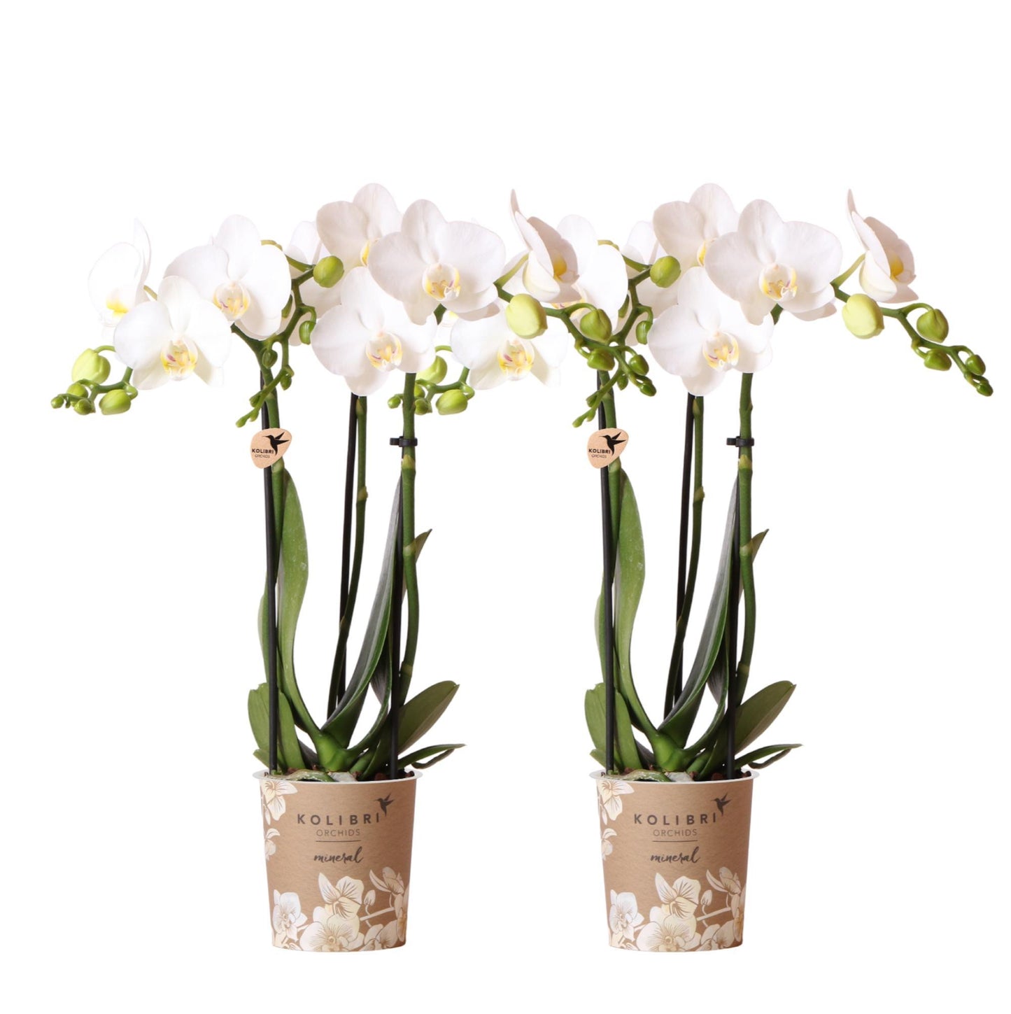 KOMBI TILBUD af 2 hvide Phalaenopsis orkideer