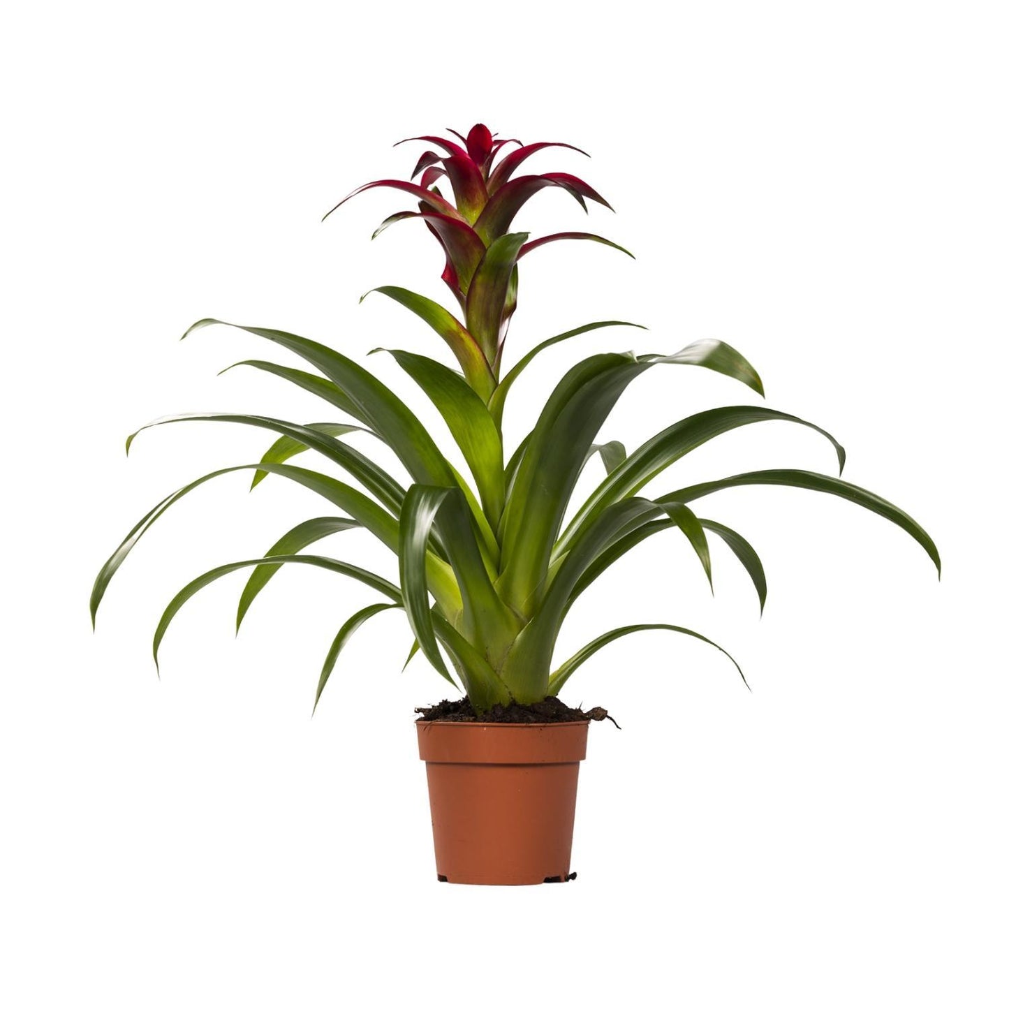 Guzmania Nextara - Ø12 ↕50