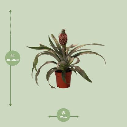 Ananas Rosita Plante | Ananas Rosita | Plantepragt