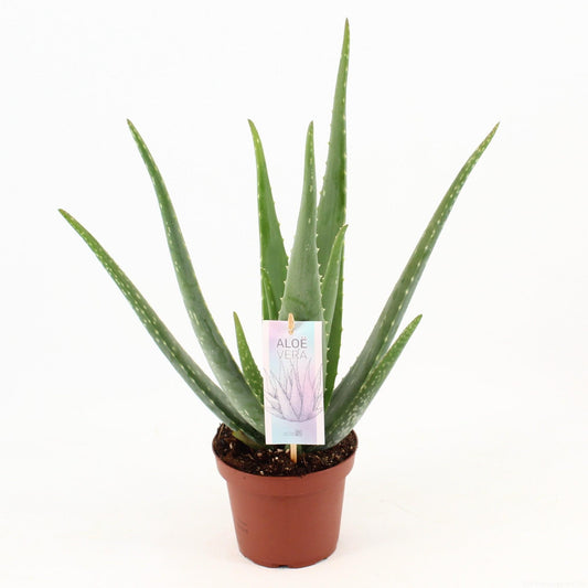 Aloe Vera plante | Aloe Vera | Plantepragt