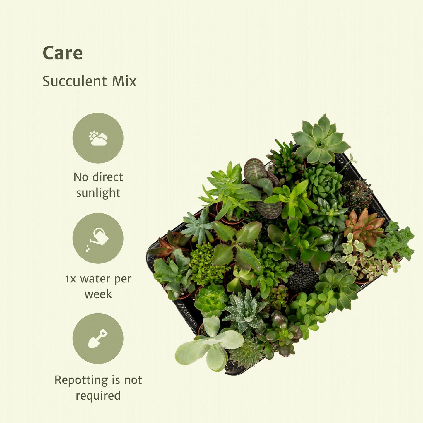 Succulent Mix - 20 stk - 7 cm - ø5,5