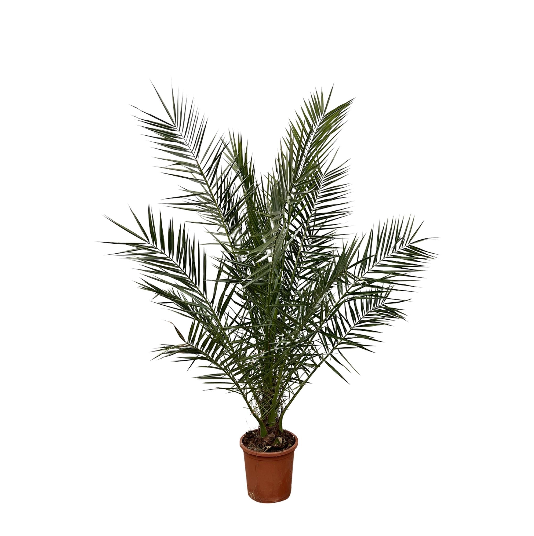 Phoenix Canariensis - 180 cm - Ø24 cm