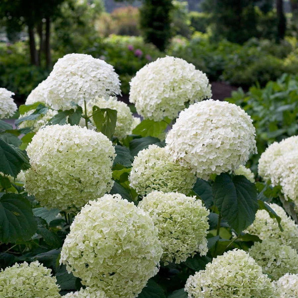 Hortensia arbo. 'Strong Annabelle'® - ↨30cm - Ø19cm