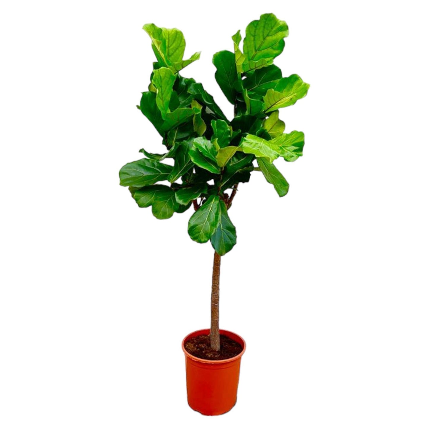 Ficus Lyrata træ - 160 cm - Ø30