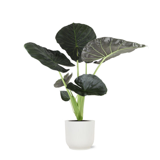 Alocasia Regal Shield plante | Plantepragt