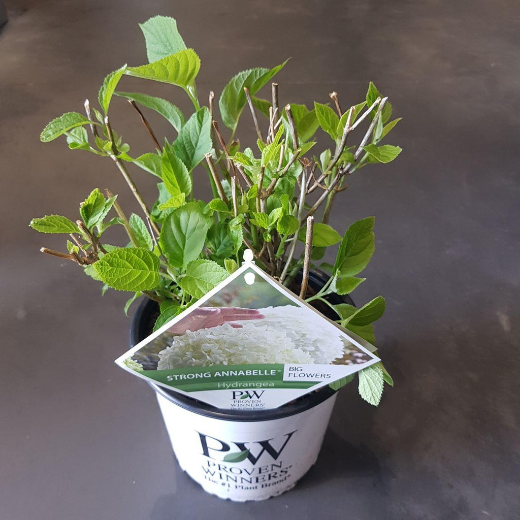Hortensia arbo. 'Strong Annabelle'® - ↨30cm - Ø19cm