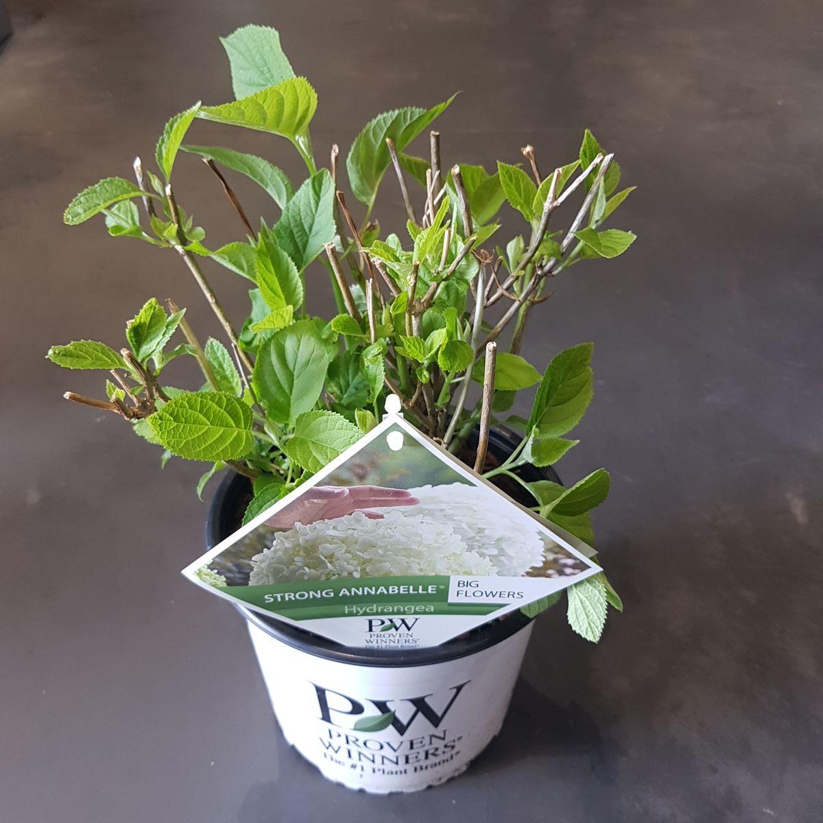 Hortensia arbo. 'Strong Annabelle'® - ↨30cm - Ø19cm